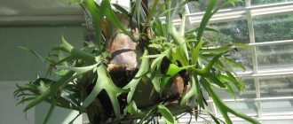 Fotografia Platycerium