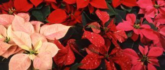 Kerstster