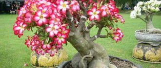 Adenium