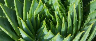 Aloe