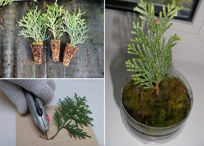 Mga pinagputulan ng Thuja