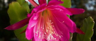 Epiphyllum
