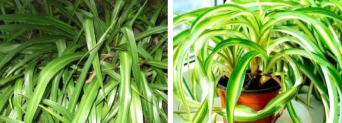 Chlorophytum capensis