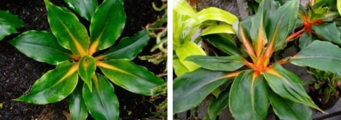 May pakpak o kulay kahel na chlorophytum