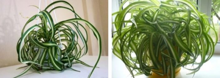 Kulot na Chlorophytum
