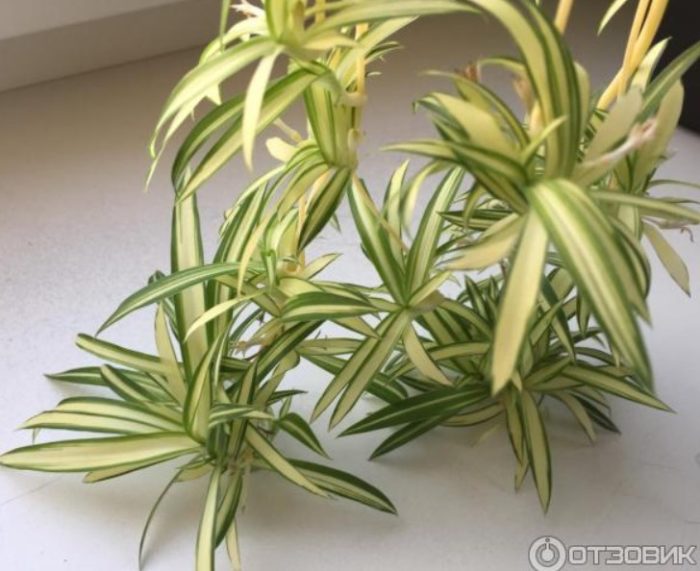 Mga sanggol na Chlorophytum