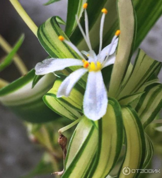 Namumulaklak