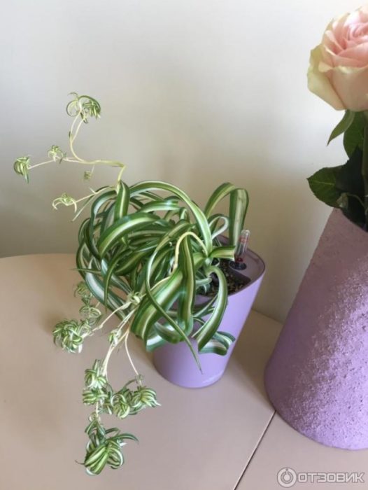 Chlorophytum na may mga sanggol