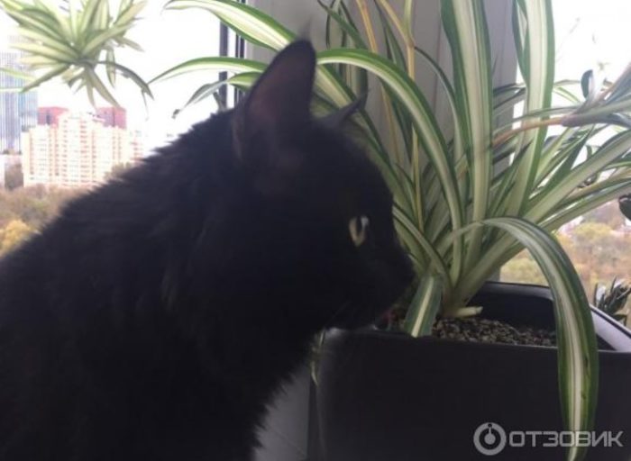 Gustung-gusto ng mga pusa ang chlorophytum
