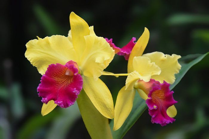 Orkidya ng Cattleya