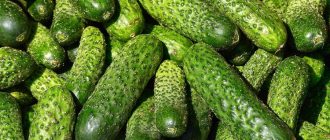 Mga pipino
