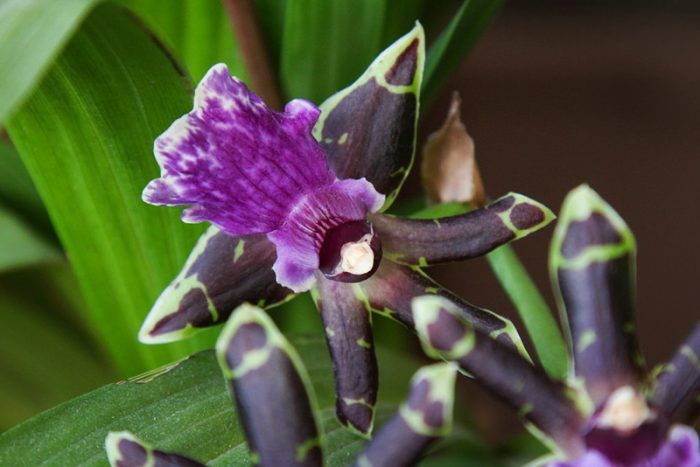 Orkidyas na Zygopetalum