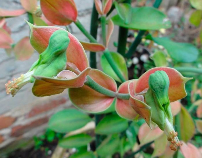 Pedilanthus koalcomanensis