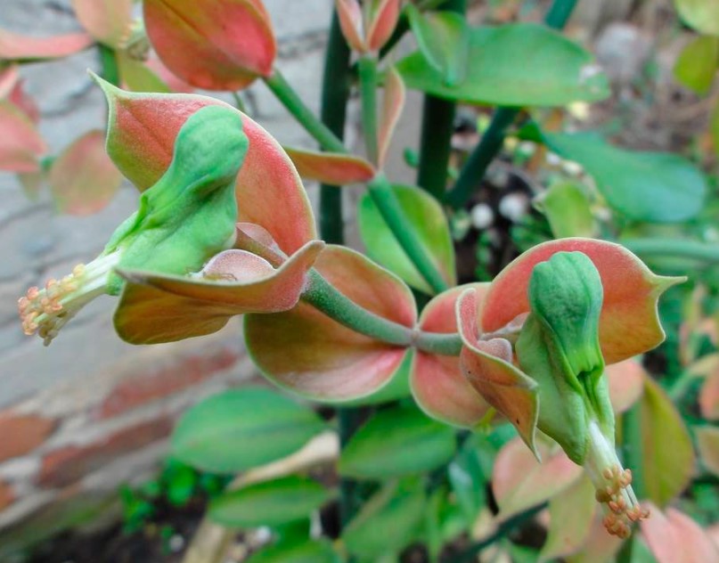 Pedilanthus koalcomanensis