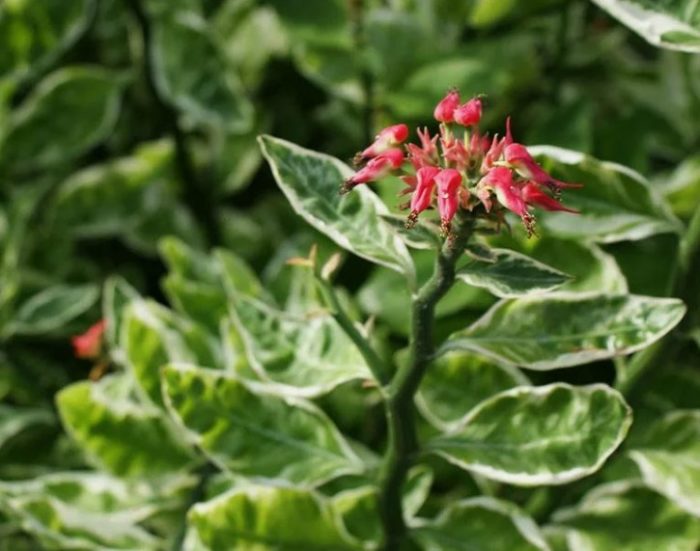 Pedilanthus tithymaloides