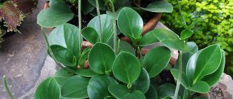 Peperomia