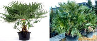 Chamaerops squatus