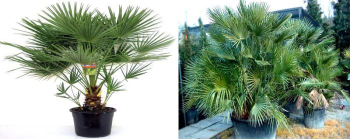 Chamaerops squatus