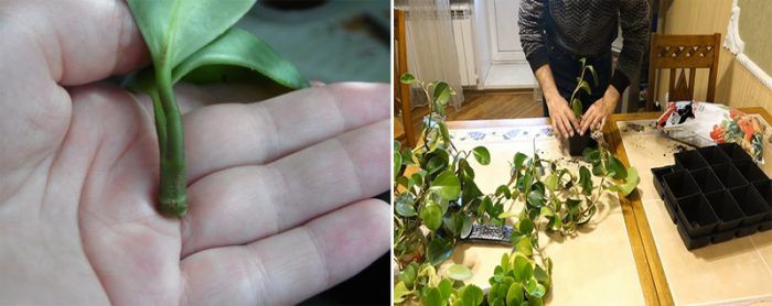 Pagpaparami ng Peperomia