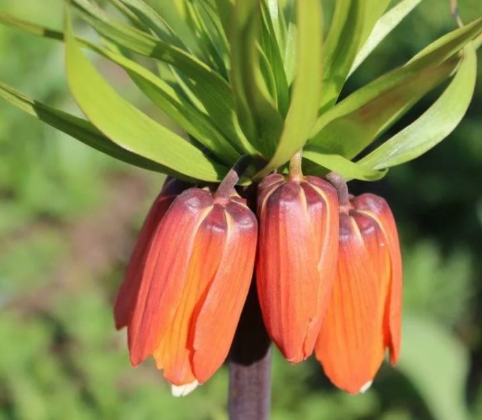 Imperyal na uri ng fritillary na Aurora