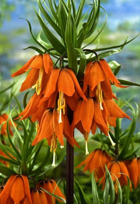 Fritillaria Imperialis Rubra