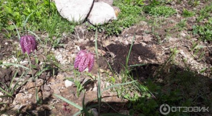 Mga fritillary na may checkered ...