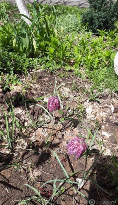 Fritillaria checkered