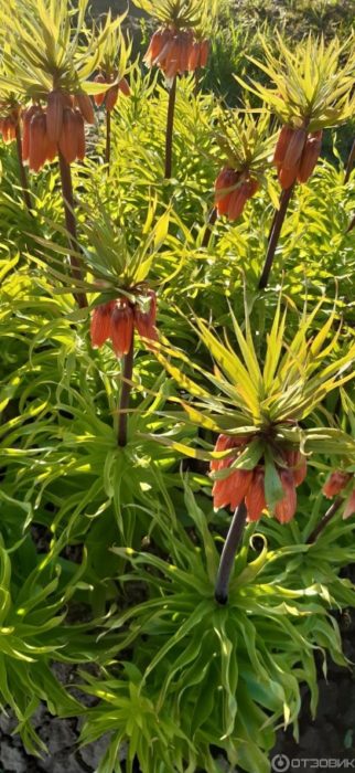 Hazel grouse sa isang hardin ng bulaklak