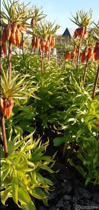 Royal fritillary sa hardin