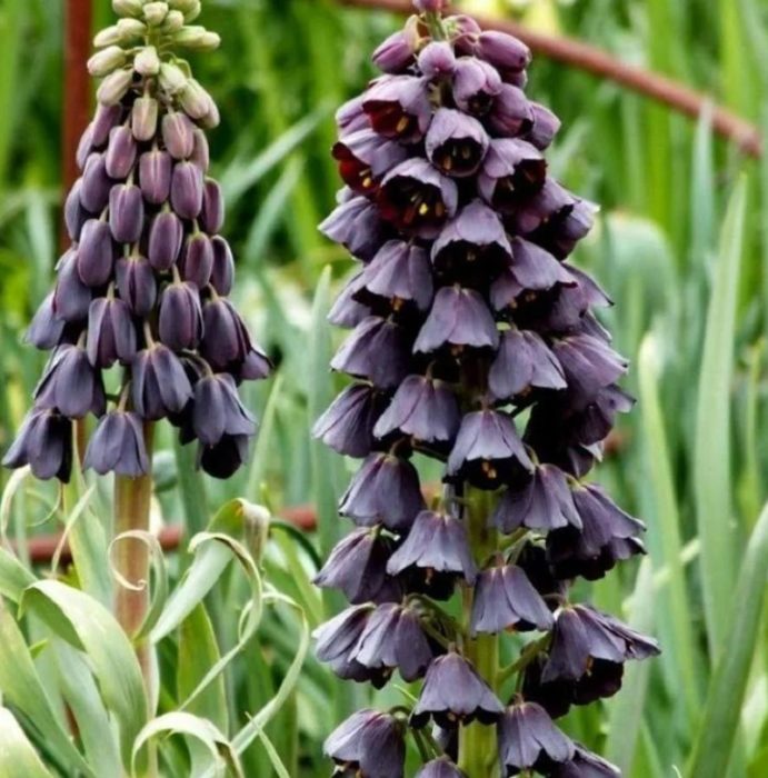 Mga uri ng fritillary ng Persia