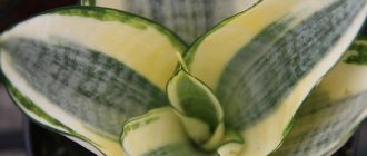 Sansevieria