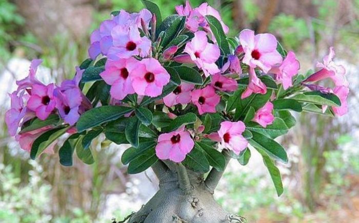 Adenium boehmianum