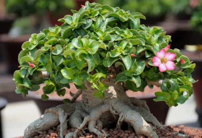 Adenium Dorset Horn
