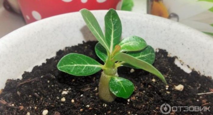 Adenium sa isang palayok