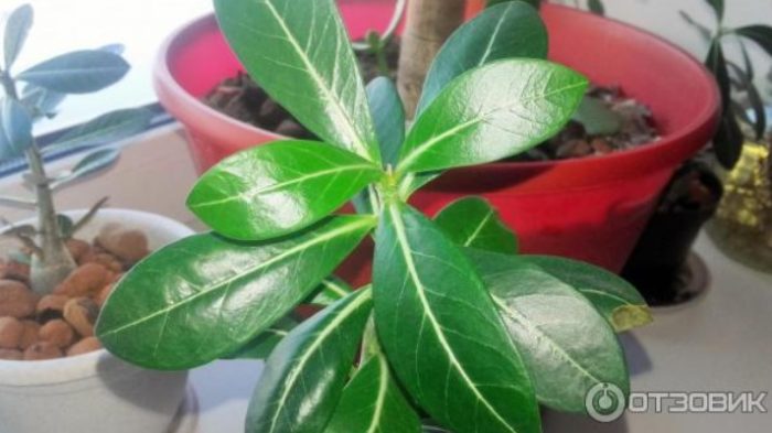 Adenium sa isang palayok