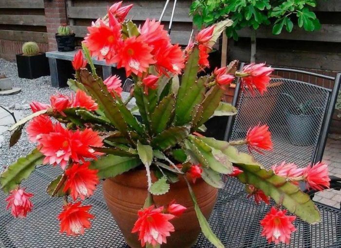 Epiphyllum Ackermann