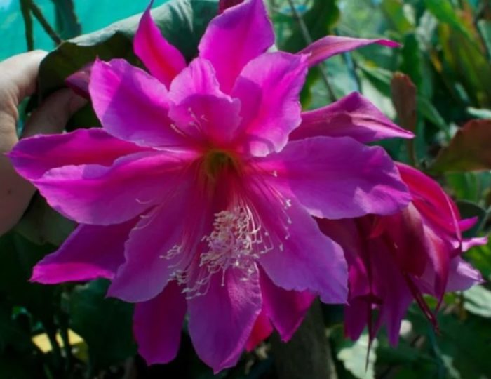 Epiphyllum Just Prue