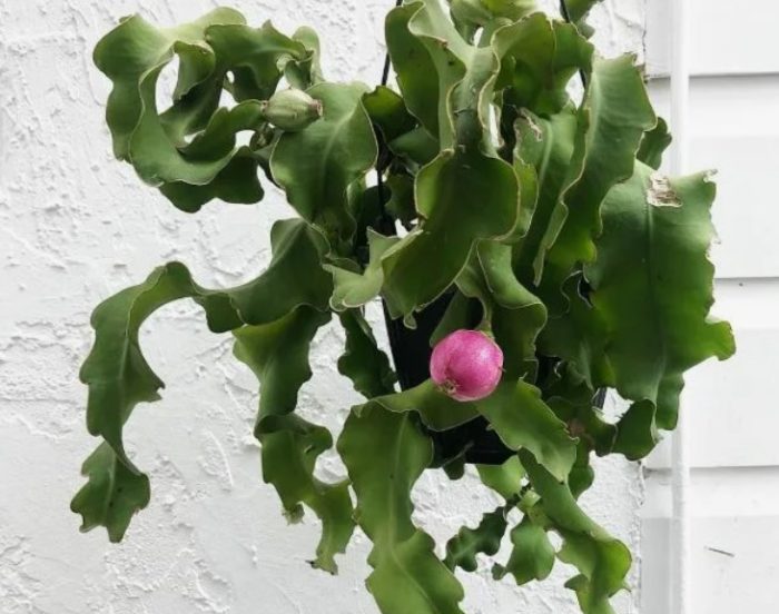 Epiphytillum guatemalaensis