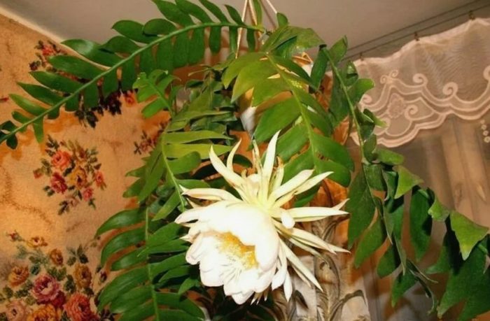 Epiphyllum marineri