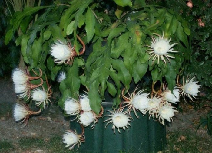 Epiphyllum oxypetalum