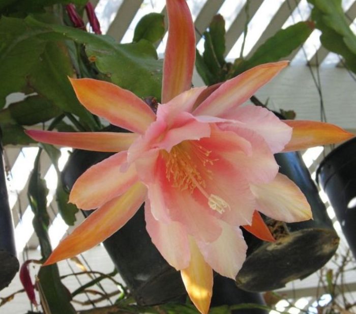 Epiphyllum Paul de Longpre