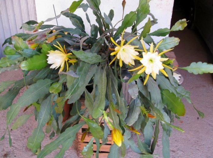 Epiphyllum na may ngipin