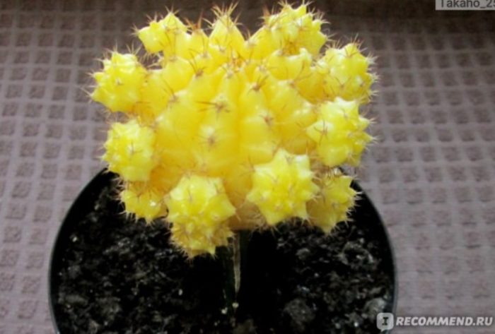 Dilaw na cactus ng Hapon