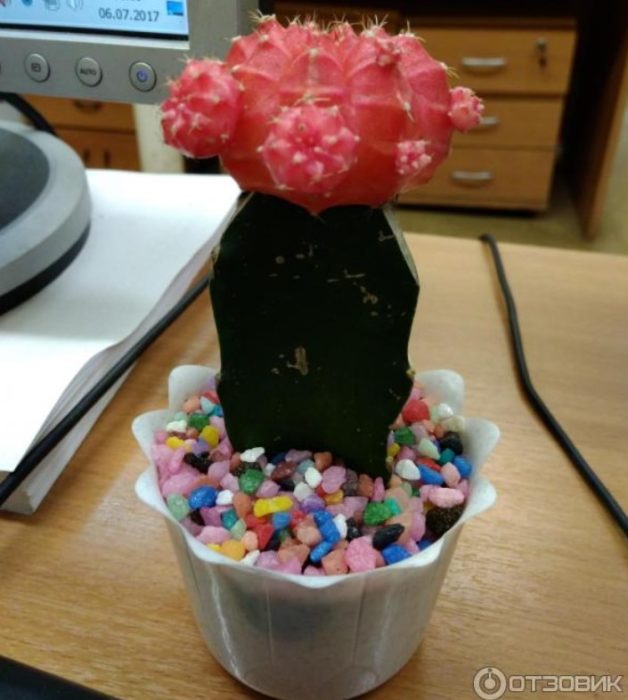 Kapaki-pakinabang na cactus