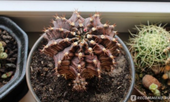 Hindi namumulaklak na cactus