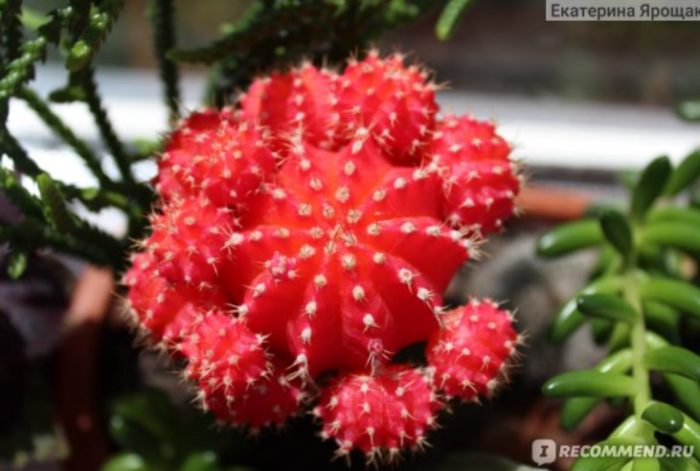 Pulang Gymnocalycium