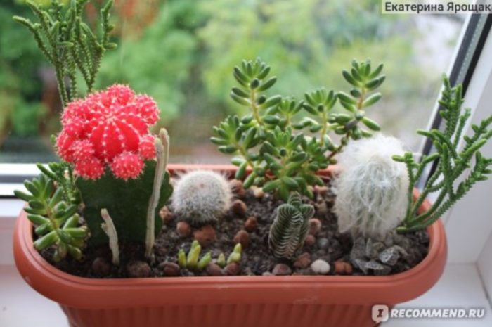Komposisyon ng mga succulents