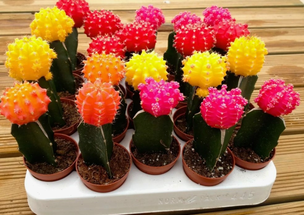 Gymnocalycium ng Hapon