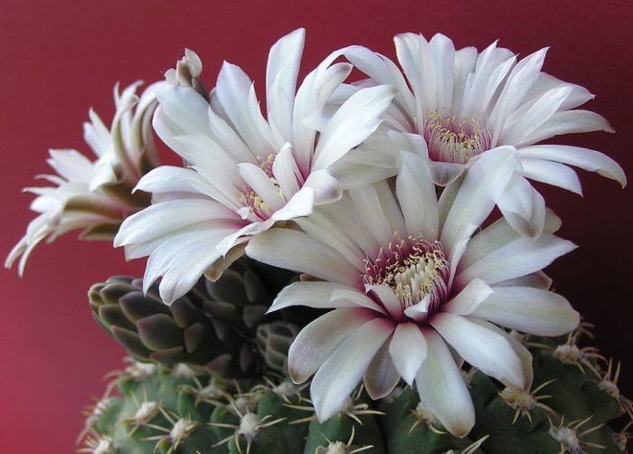 Stellar Gymnocalycium