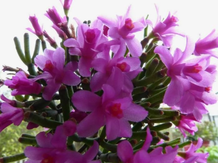 Hatiora Hermina